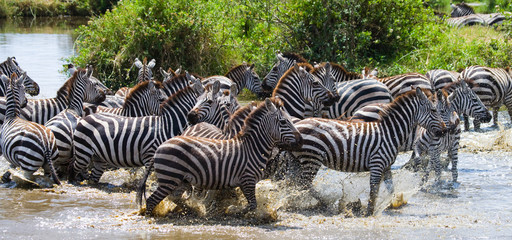 Fototapeta na wymiar Group of zebras running across the water. Kenya. Tanzania. National Park. Serengeti. Maasai Mara. An excellent illustration.