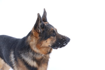 Собака немецкая овчарка, смотрящая вдаль