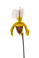 Single blooming venus slipper orchid flower isolated on a white background seen from the front