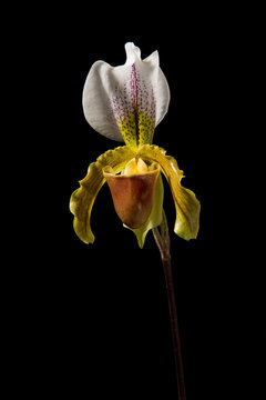 Fototapeta Single blooming venus slipper orchid flower on a black background seen from the front