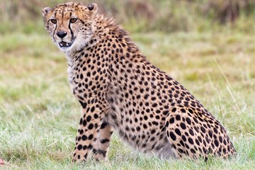 young cheetah