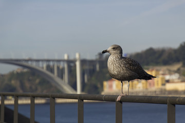 Seagull in Porto, Portugal