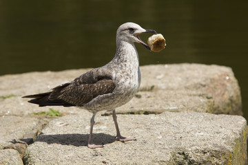 Seagull with bread in the beak