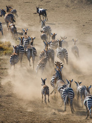Group of zebras running in the dust. Kenya. Tanzania. National Park. Serengeti. Maasai Mara. An...
