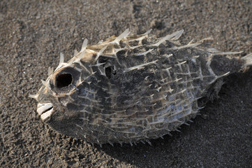 Dry Dead Puffer Fish on Sand
