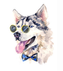 Handsome watercolor husky in bow-tie and dark sun glasses