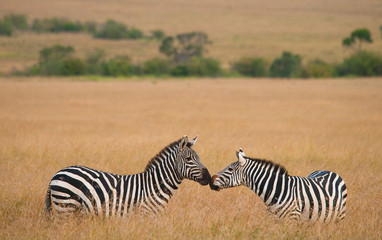 Obraz na płótnie Canvas Two zebras in the savanna. Kenya. Tanzania. National Park. Serengeti. Maasai Mara. An excellent illustration.