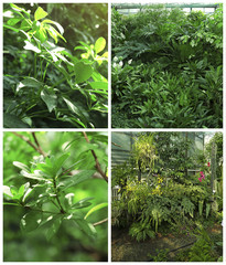 Collage with tropical plants in greenhouse