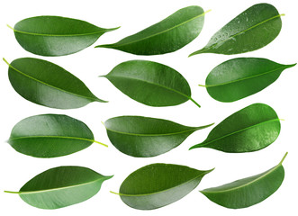 Fototapeta na wymiar Collage of beautiful green leaves isolated on white