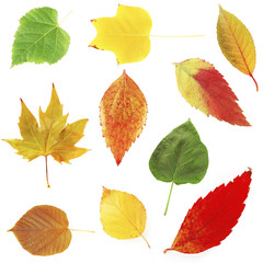 Different colorful leaves, isolated on white