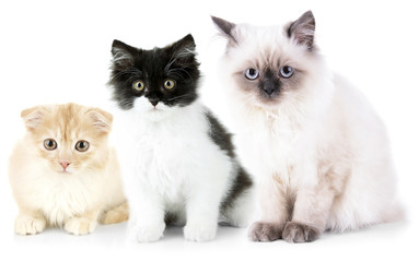 Fototapeta na wymiar Three cute cats, isolated on white