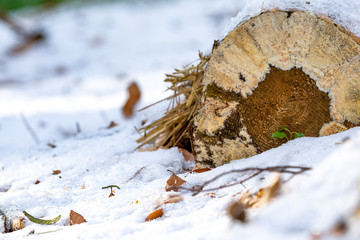Erste Pflanze im Frühling