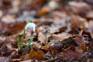 Erste Blüte im Frühjahr