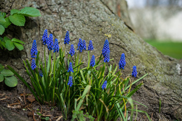 Waldblumen