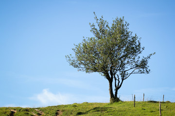Fototapeta na wymiar arbre en haut d'une colline