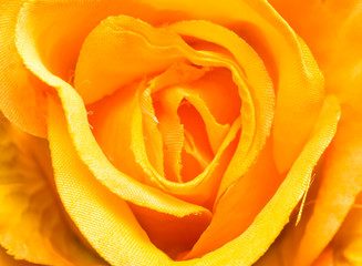 Rose flower background useful as greetings card