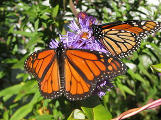 Monarch butterfly feeding on nectar in the butterfly gardens.