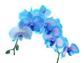 Fototapeta na wymiar Beautiful blue orchid flower isolated on white background