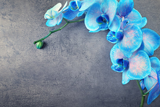 Fototapeta Beautiful blue orchid flowers on grey background, close up