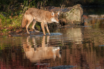 Obraz na płótnie Canvas Coyote (Canis latrans) with Reflection