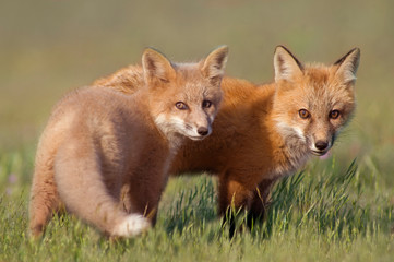 Animal Friends.   Two young Foxes playing together in field