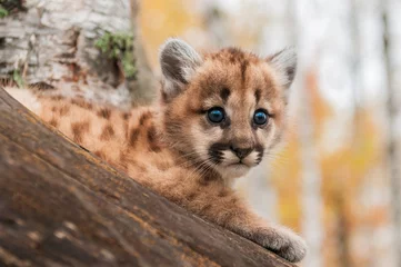 Fototapete Panther Weibliches Puma-Kätzchen (Puma concolor) schaut heraus