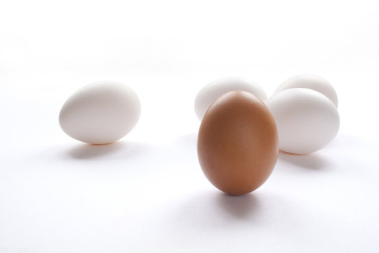 One brown egg with white eggs on a white background.