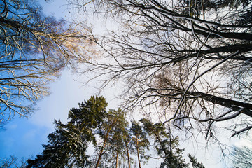 зимний лес в снегу