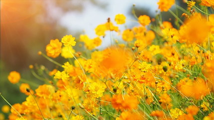 Beautiful cosmos flowers swaying in the breeze with sun light.
