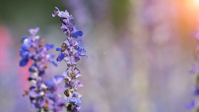 Blue Salvia (salvia farinacea) flowers blooming in the garden, Breeze in wind.
