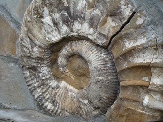 Ammonute fossil