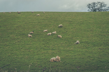 sheep