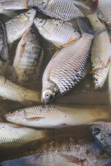 fishes died because sewage.