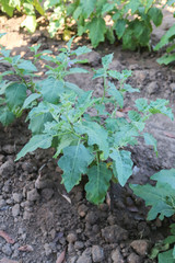 eggplant tree.