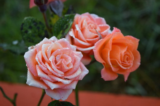 three orange pink roses in the morning with dewdrops on the petal