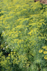 Chinese cabbage yellow flowers is blooming.