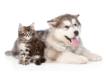 alaskan malamute puppy with maine coon kitten together. isolated