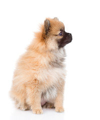spitz puppy sitting in profile. isolated on white background