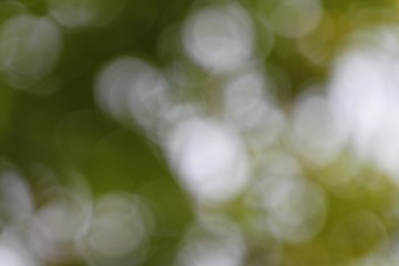 blurred background with natural bright green light