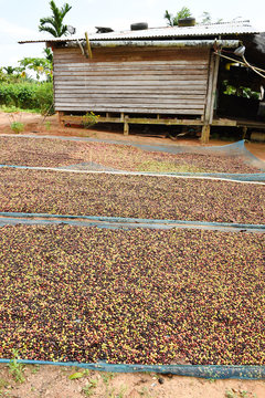 drying red berries coffee in the sun.