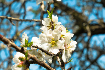 Almond tree blossom