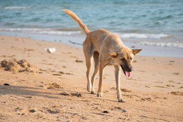 Fototapeta na wymiar Dog walking on the beach