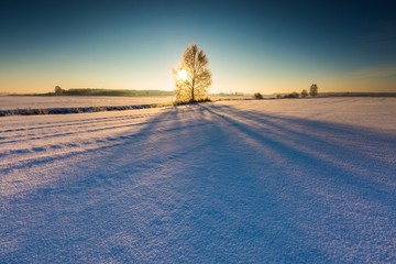 Winter field with withered tree