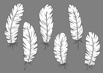 Quill pens icons with white fluffy feathers