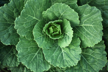 Fresh green Cabbage in farm