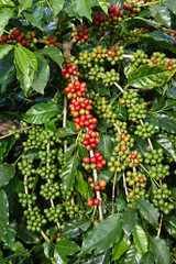 Coffee beans ripening on a tree.