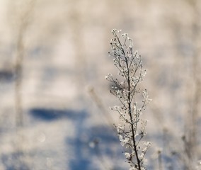Winter dry plants with rime close up