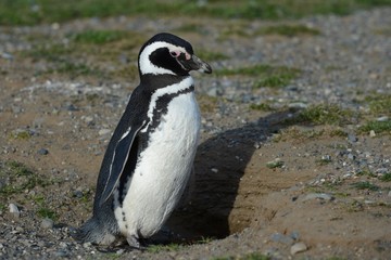 Naklejka premium Magellanic Penguins (Spheniscus magellanicus) at the penguin sanctuary on Magdalena Island in the Strait of Magellan near Punta Arenas in southern Chile.