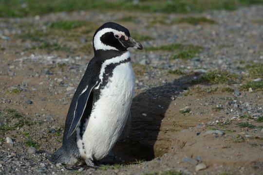 Magellanic Penguins (Spheniscus magellanicus) at the penguin sanctuary on Magdalena Island in the Strait of Magellan near Punta Arenas in southern Chile.