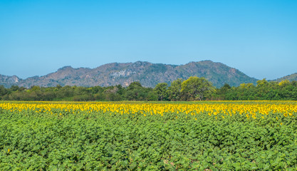 Sunflower and mountain